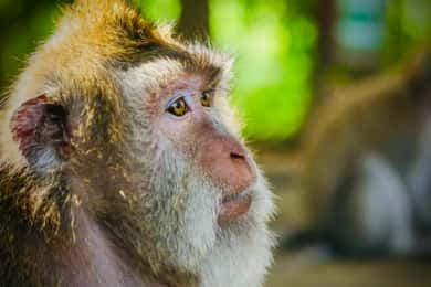 Bali: Visita à floresta de macacos de Ubud, à plantação de café e ao mercado
