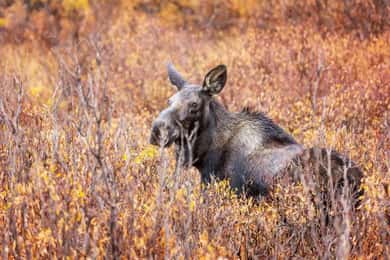 Sälen: Evening Moose Safari in the Forests