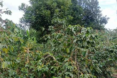 EMBU:Kenya'sCoffee & Tea,Plantations & Tea & Coffee tasting