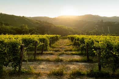 Monforte d'Alba: Barolo-smagning, vingårds- og kælderbesøg