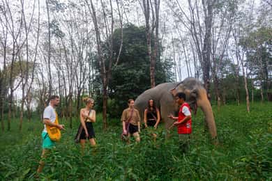 Phuket: Elephant Sanctuary Tour, Cooking Class & Lunch