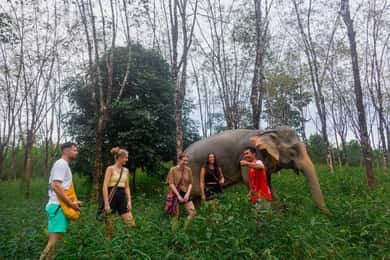 Passeggiata guidata nella natura e esperienza con gli elefanti a Khao Lak