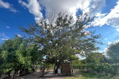 From Mendoza: 3 Wineries, Olive Oil Factory Tour & Tasting