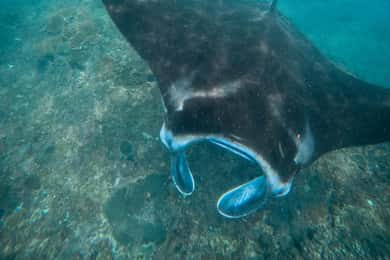 Nusa Penida: Snorkeling 3 Spots with GoPro & West Land Tour