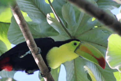 Cancún : Expédition de photographie d'oiseaux avec transport