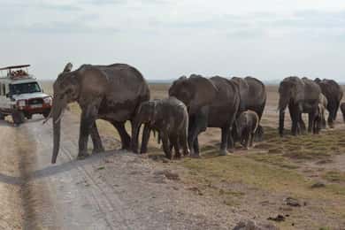 From Nairobi: 4-Day Amboseli and Tsavo Safari with Lodging