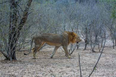 Da Zanzibar: Safari nel Selous G.R. con pernottamento e volo