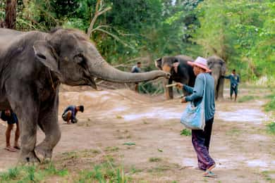 Phuket: Santuário de elefantes: alimenta e dá banho a gigantes gentis
