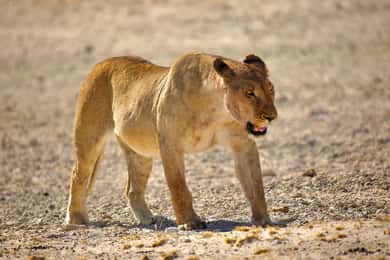 8 daagse Soss, Swakop, Twyfelfontein en Etosha NP Camping