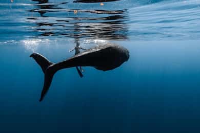 Moorea: Whale Watching Half-Day Shared Tour