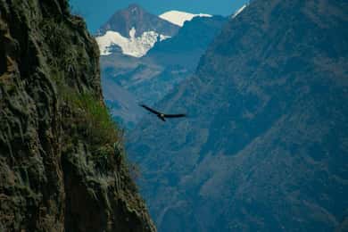 From Arequipa: 2D/1N Colca Canyon Trekking Adventure