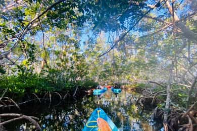 Key West: 2-hour Mangrove Kayak Tour