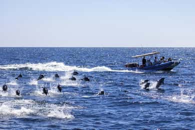 Dolphin Tour, Ngonga Cave, Kuza Cave, Blue Lagoon, The Rock