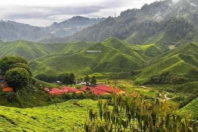 From Penang: Cameron Highlands Refreshing Private Day Tour