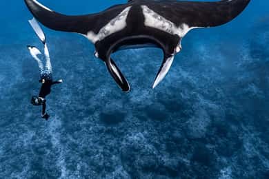 From Bali: Snorkeling at Manta Point Nusa Penida & Land Tour