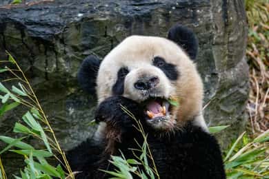 Brugelette: Ingresso para o jardim zoológico de Pairi Daiza