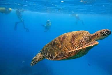 Oahu: Waikiki Turtle Canyons Cruise and Snorkel Excursion