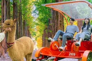 Seoul: Gangwon-do Day Trip with Alpaca World & Nami Island