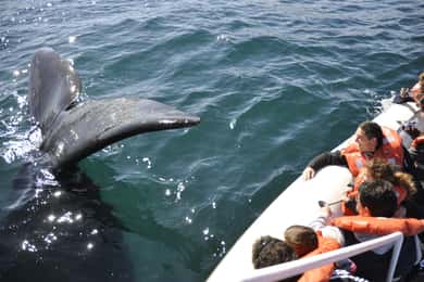 Péninsule Valdes + Observation des baleines - Puerto Madryn, Patagonie