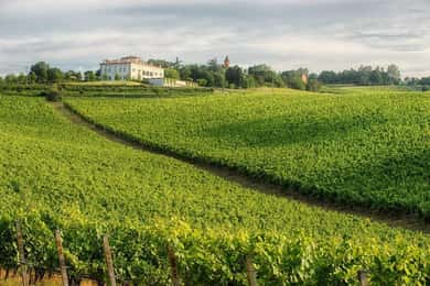WINE EXPERIENCE & DOZZA - Private Day Tour from Bologna
