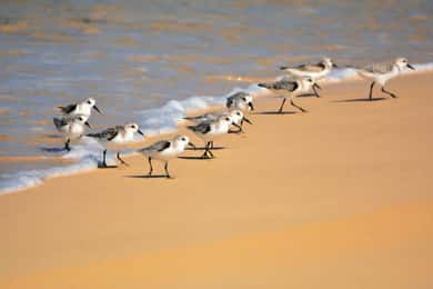 Boa Vista: Vogelbeobachtungsexpedition in natürlicher Umgebung