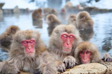 Tokyo Nagano Snow Monkey Park and Zenkoji Temple