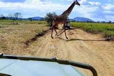 Safari di un giorno da Zanzibar a Mikumi con traghetto e SGR