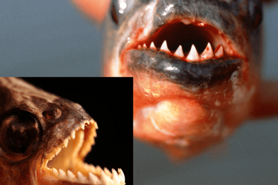 Manaos: Pesca de pirañas