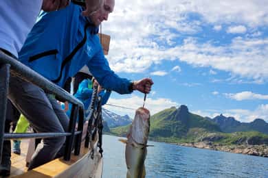Fra Svolvær: Lofoten fiskebåtcruise