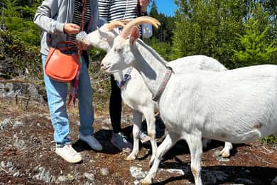 Goat Hike Adventure at Maple Heart Ranch