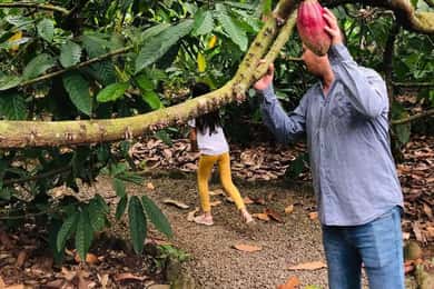 San Carlos: The Art of Chocolate Making Tour at Don Olivo