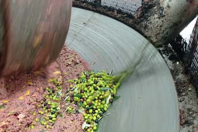 Úmbria: tour guiado por um moinho de óleo tradicional + degustação