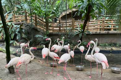 Billet pour le Sunway Lagoon et transfert aller simple
