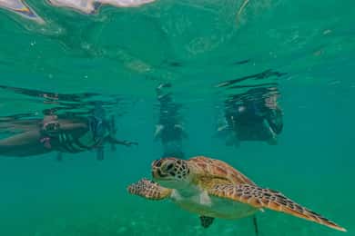 Akumal : sea turtles with photos