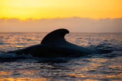 Los Cristianos: Excursión de avistamiento de ballenas en yate ecológico al atardecer