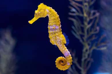 Teneriffa: Gran Canaria Ganztagestour mit Guide und Aquarium