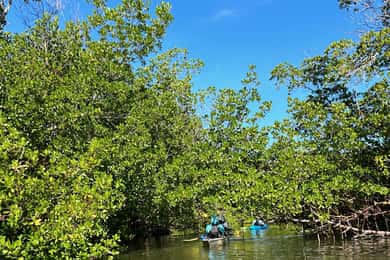 Marco Island: Mangrove Maze Kayak Tour (2hrs)