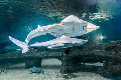 Almería: Toegangsbewijs Aquarium Costa de Almería