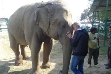 Delhi: Taj Mahal & Wildlife SOS Elephant/Bear Sanctuary Tour
