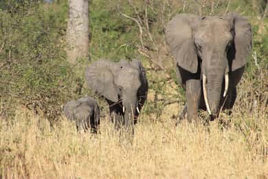 Arusha: Tarangire National Park Day Trip