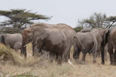 Avventura Safari di 6 giorni: Samburu, Aberdare e il lago Naivasha