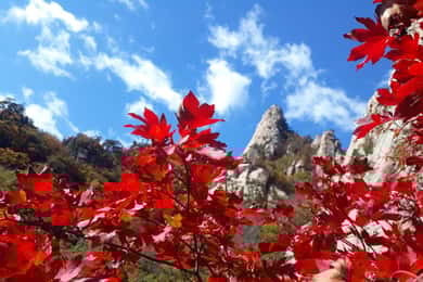 Seoul: Mt.Seorak, Nami Island, No Shopping(+RailBike Option)