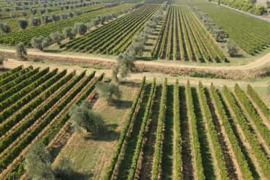 Bolgheri: Führung durch den Weinkeller und Verkostung unserer Weine