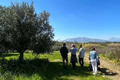 Balestrate: Olive Grove Tour with Wines & Olive Oil Tasting