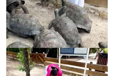 St. John's Laviscount Island Giant Tortoises &Long Bay Beach