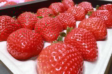 Day Bus Trip to Fruits Pick & Dazaifu, Yanagawa in Fukuoka