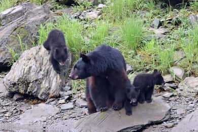 Ketchikan: Alaska Native Cultural and Scenic Shore Excursion