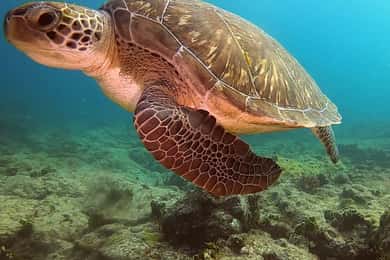 Passeio curto de snorkeling