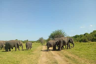Minneriya National Park: Half-Day Safari Morning or Evening
