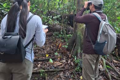 Guided walking tour in the jungle of Palenque (Palenque National Park)